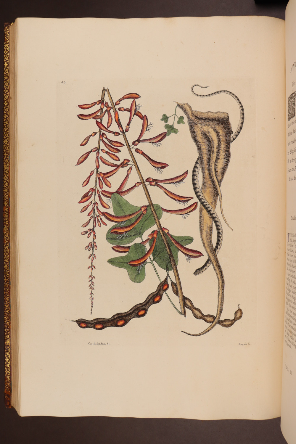 Plate 49